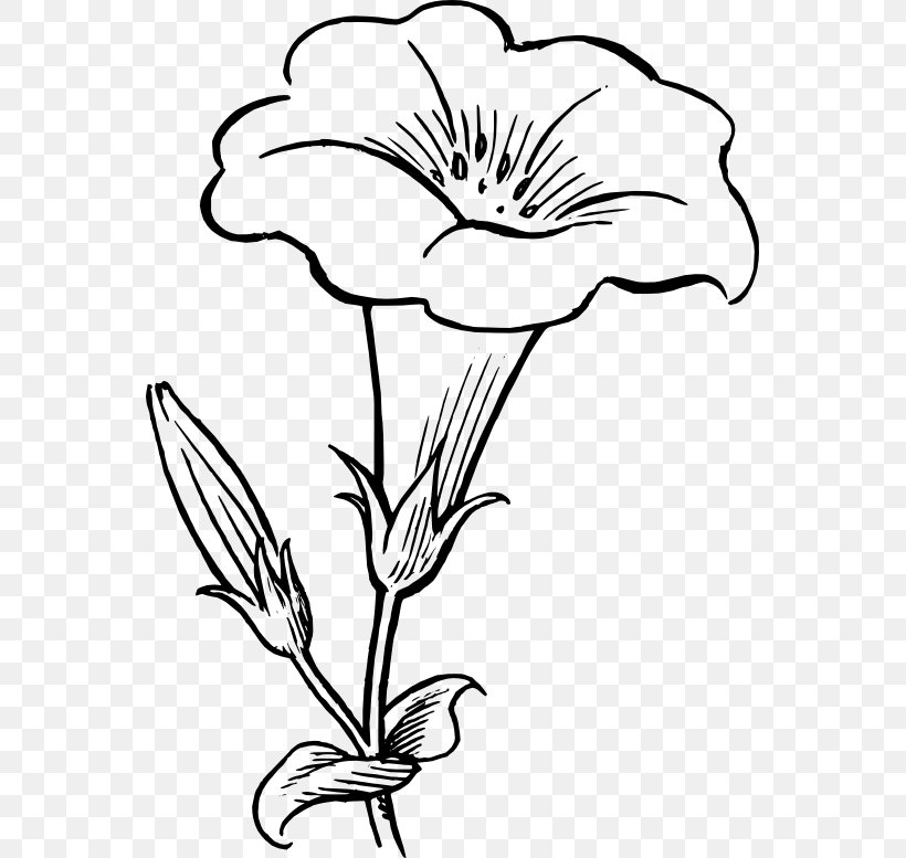 Flower Drawing Black And White Clip Art, PNG, 555x777px, Flower, Artwork, Black And White, Cut Flowers, Drawing Download Free