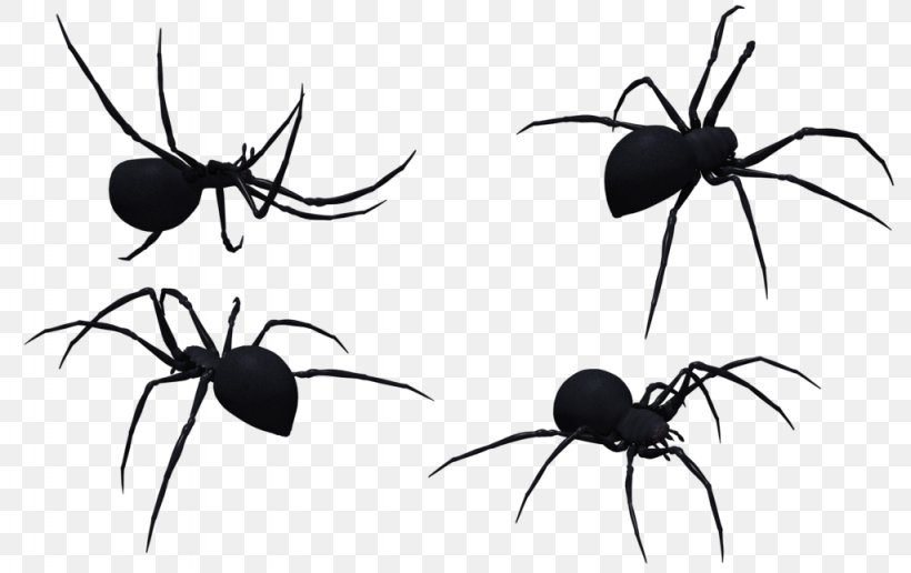 Widow Spiders Stock.xchng Stock Photography Clip Art, PNG, 1024x645px, Widow Spiders, Arachnid, Art, Arthropod, Black And White Download Free