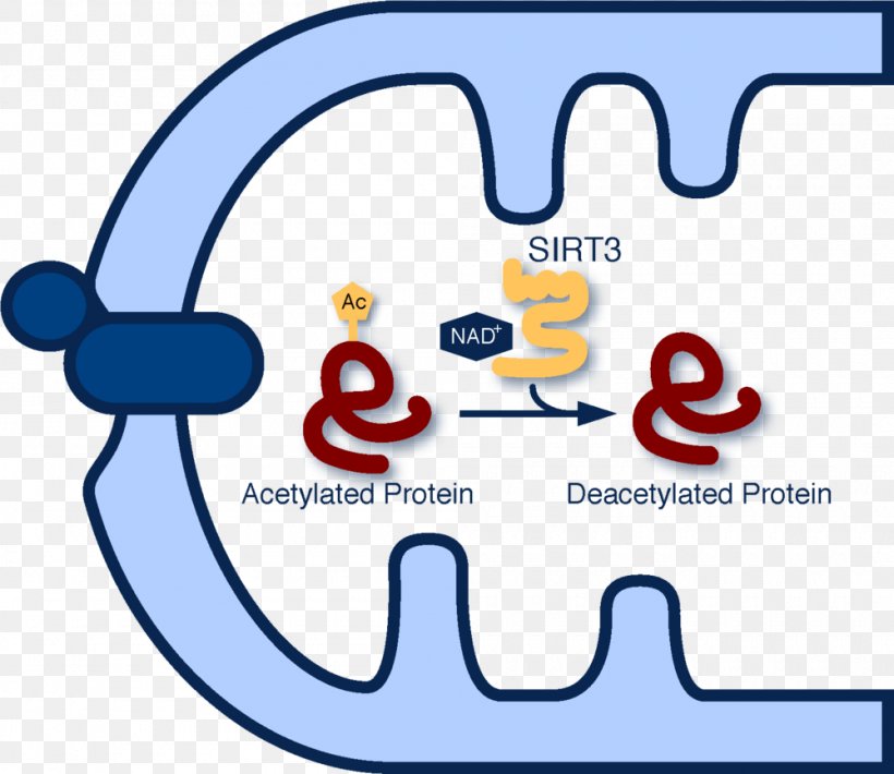 Acetylation Sirtuin 3 Protein Deacetylase Sirtuin 1, PNG, 1000x866px, Acetylation, Area, Art, Brand, Calorie Restriction Download Free