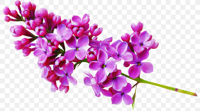 Artificial Flower, PNG, 800x453px, Flower, Artificial Flower, Branch, Cut Flowers, Dendrobium Download Free