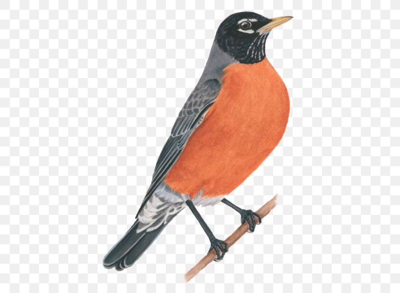 European Robin Cornell Lab Of Ornithology All About Birds American Robin, PNG, 600x600px, European Robin, All About Birds, American Crow, American Robin, Baltimore Oriole Download Free