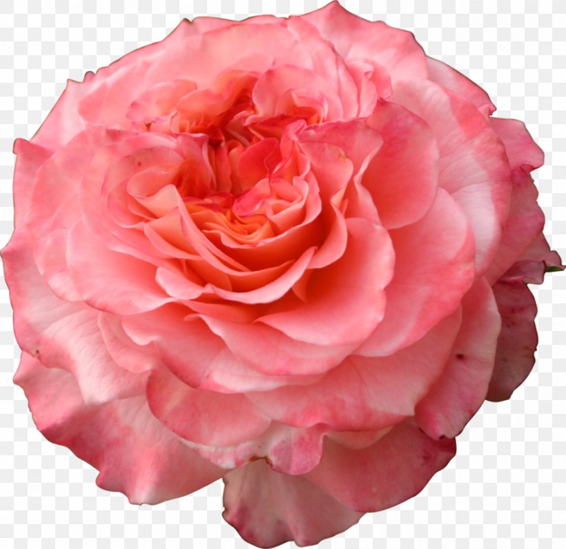 Garden Roses Cabbage Rose Floribunda Pink, PNG, 907x881px, Garden Roses, Cabbage Rose, China Rose, Cut Flowers, Deviantart Download Free