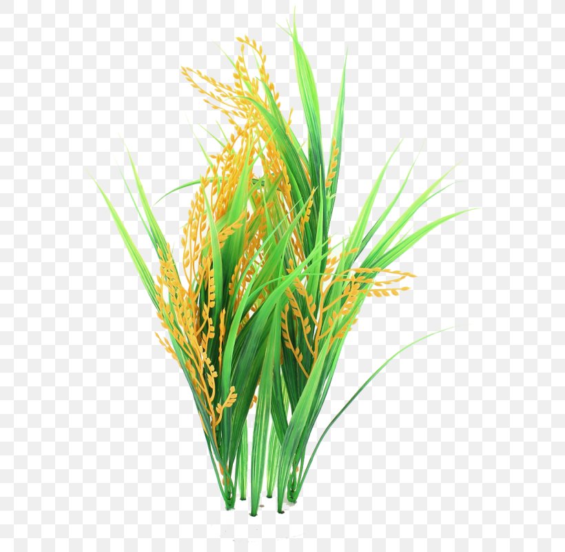 Rice Cereal Clip Art Food, PNG, 800x800px, Rice, Aquarium Decor, Cereal, Chrysopogon Zizanioides, Commodity Download Free