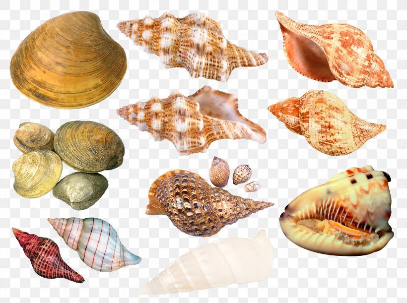 Seashell Cockle Sea Snail Clip Art, PNG, 2312x1724px, Seashell, Clams Oysters Mussels And Scallops, Cockle, Conch, Conchology Download Free
