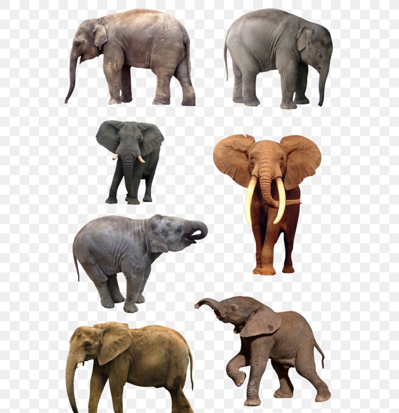 Felidae African Bush Elephant Lion, PNG, 600x849px, Felidae, African Bush Elephant, African Elephant, Drawing, Elephant Download Free