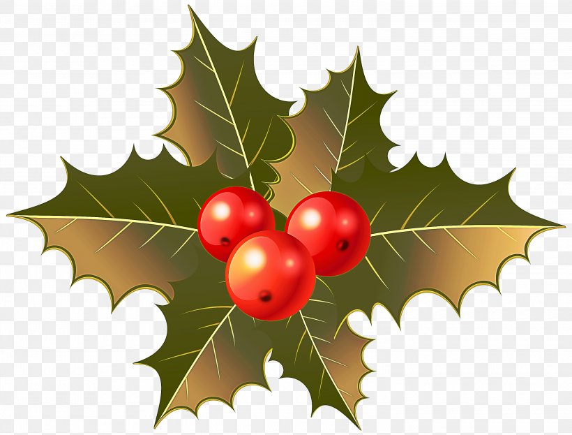 Holly, PNG, 3000x2280px, Holly, American Holly, Branch, Chinese Hawthorn, Flower Download Free
