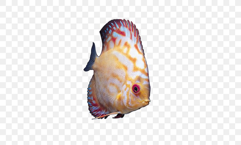 Ornamental Fish Angelfish Tropical Fish, PNG, 523x494px, Ornamental Fish, Angelfish, Animation, Blood Parrot Cichlid, Deep Sea Fish Download Free