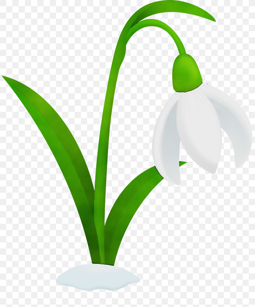 Plant Stem Flowerpot Galanthus M Snowdrop Flower, PNG, 809x988px, Watercolor, Biology, Flower, Flowerpot, Galanthus M Download Free