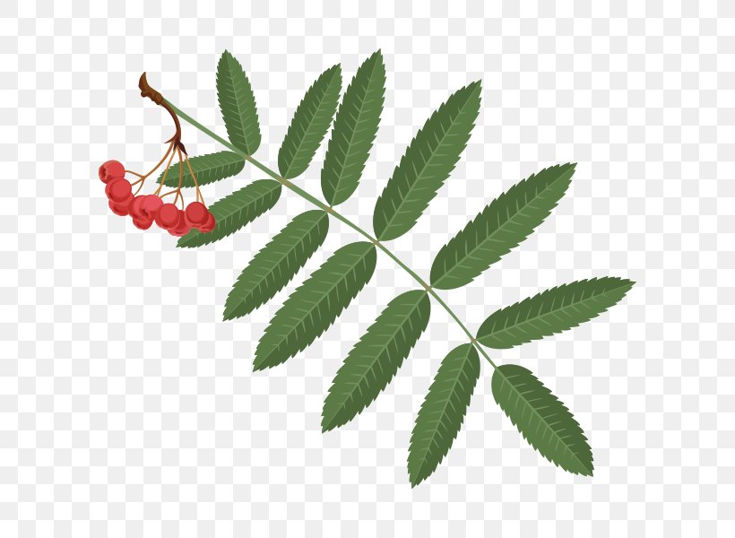 Rowan Berries Vector Graphics Fruit Illustration, PNG, 600x600px, Rowan, Berries, Branch, Fruit, Leaf Download Free