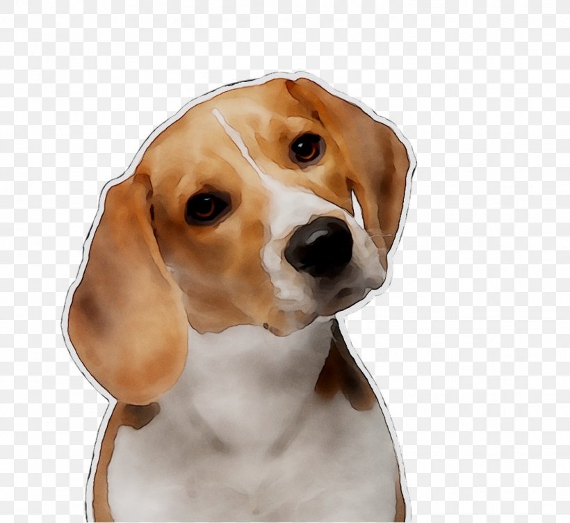 Beagle Treeing Walker Coonhound English Foxhound Harrier American Foxhound, PNG, 1118x1026px, Beagle, American Foxhound, Artois Hound, Beagleharrier, Black And Tan Coonhound Download Free