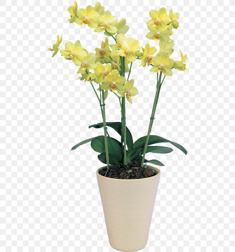 Moth Orchids Orchis Dendrobium Cattleya Orchids, PNG, 500x880px, Moth Orchids, Artikel, Blossom, Cattleya, Cattleya Orchids Download Free