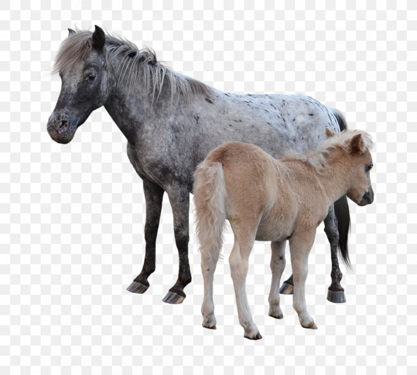 American Miniature Horse Pony Mustang Foal Colt, PNG, 942x848px, American Miniature Horse, Animal, Animal Figure, Colt, Fauna Download Free