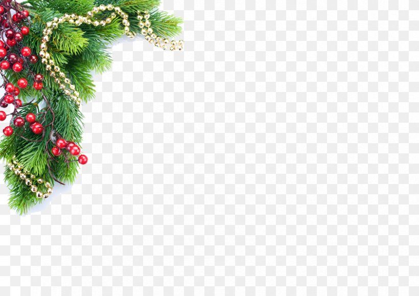 Christmas Tree Christmas Decoration Stock Photography Illustration, PNG, 842x595px, Christmas, Aquifoliaceae, Branch, Christmas Card, Christmas Decoration Download Free