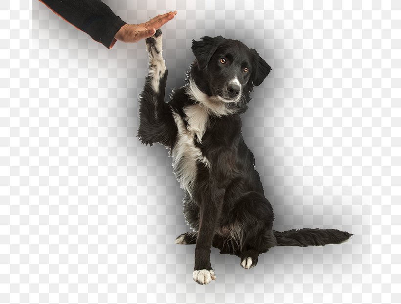 Stabyhoun Border Collie Puppy Dog Training Dog Breed, PNG, 695x622px, Stabyhoun, Animal Training, Border Collie, Clicker, Collie Download Free