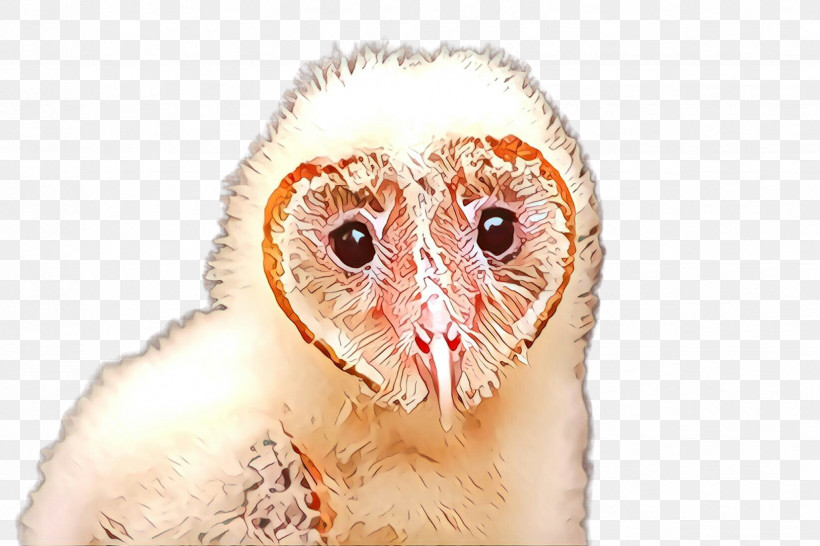 Barn Owl Owl Bird Bird Of Prey Beak, PNG, 2448x1632px, Barn Owl, Beak, Bird, Bird Of Prey, Owl Download Free