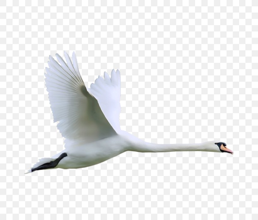 Cygnini Bird Clip Art, PNG, 700x700px, Cygnini, Beak, Bird, Crane Like Bird, Ducks Geese And Swans Download Free