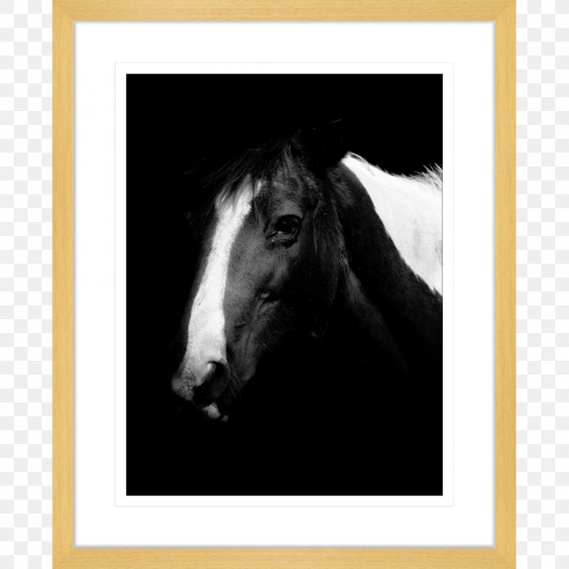 Horse Photography Stallion Picture Frames Bridle, PNG, 1000x1000px, Horse, Art, Black And White, Bridle, Child Download Free