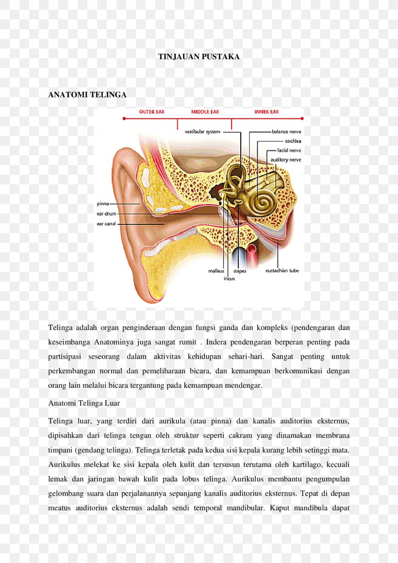 Inner Ear Vertigo Middle Ear Hearing, PNG, 1653x2339px, Watercolor, Cartoon, Flower, Frame, Heart Download Free