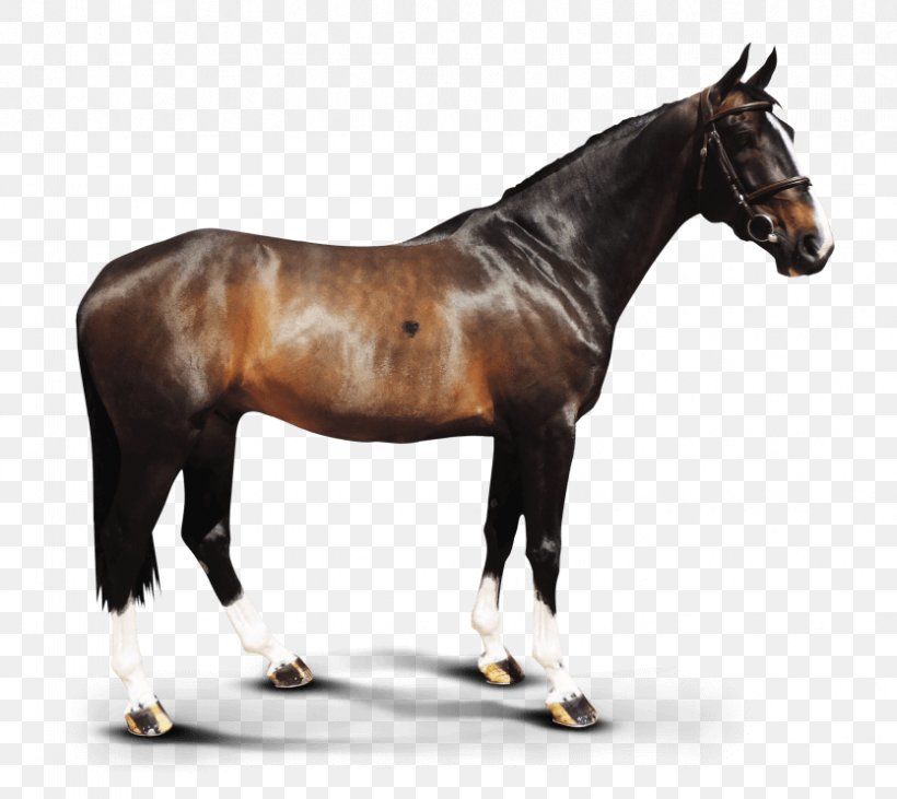 Clydesdale Horse Hanoverian Horse Stallion Foal Mare, PNG, 834x744px, Clydesdale Horse, Animal, Animal Figurine, Back, Bit Download Free