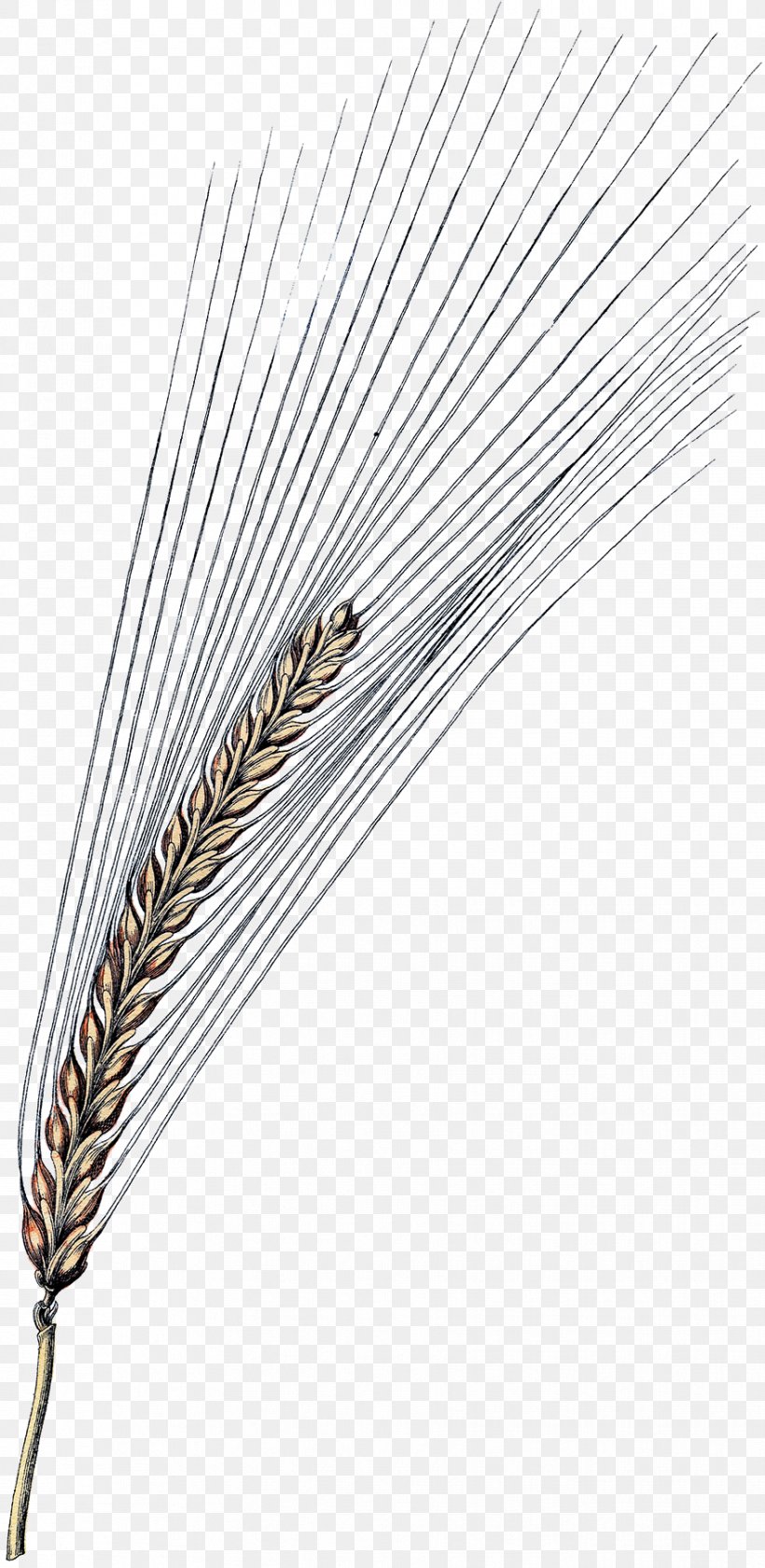 Feather, PNG, 879x1800px, Feather, Commodity, Grass Family, Quill, Wing Download Free