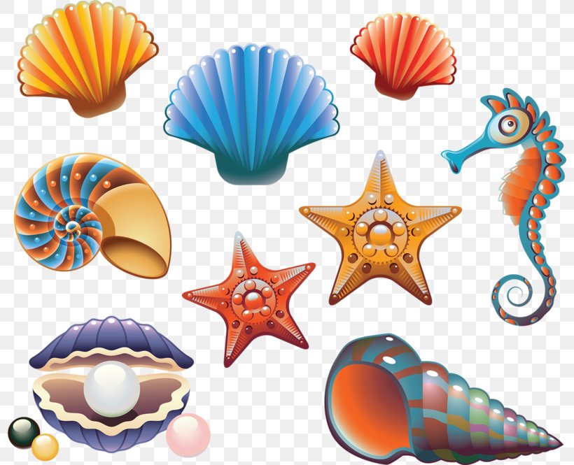 Seashell Drawing Royalty-free Illustration, PNG, 800x665px, Seashell, Cartoon, Conchology, Drawing, Invertebrate Download Free