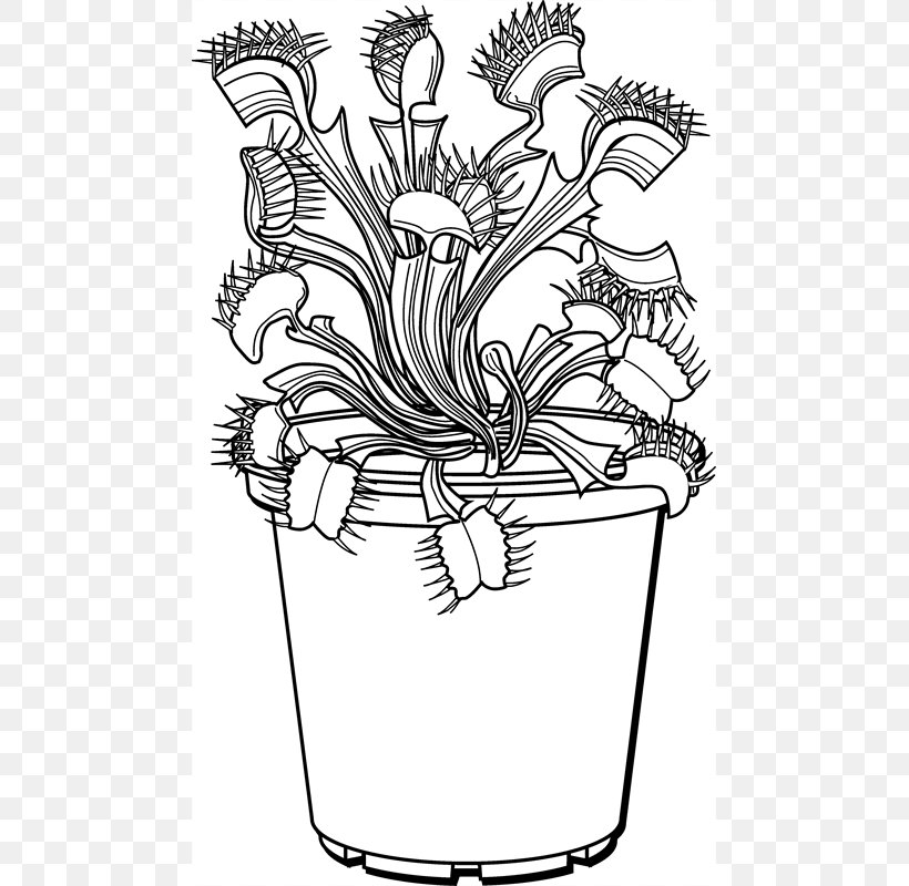 Venus Flytrap Drawing Plant Line Art Trapping, PNG, 800x800px, Venus Flytrap, Artwork, Black And White, Coloring Book, Cut Flowers Download Free