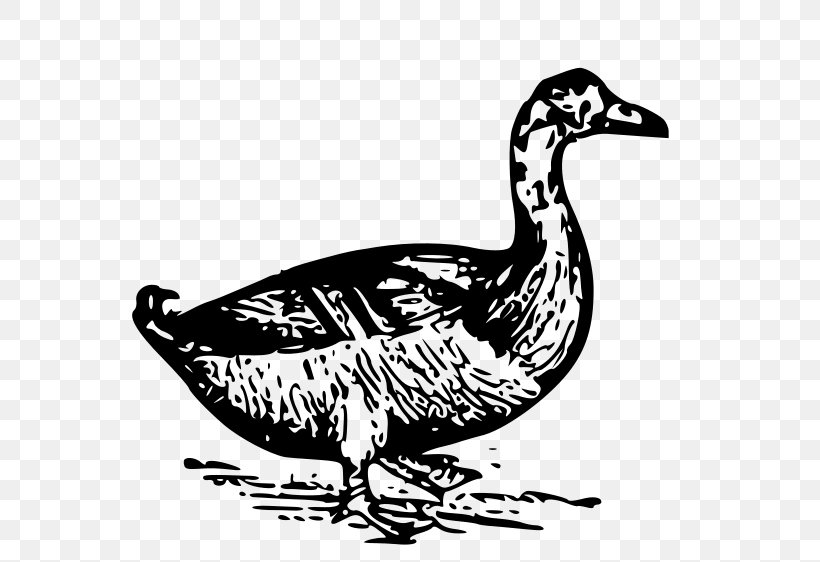 Donald Duck Clip Art, PNG, 600x562px, Duck, Artwork, Beak, Bird, Black And White Download Free
