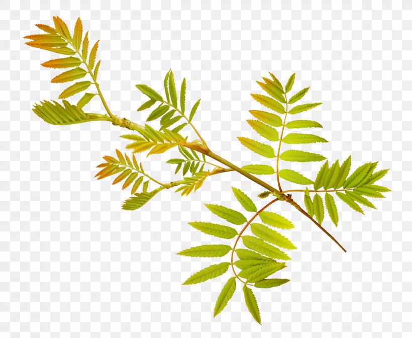 Leaf Plant Stem Tree, PNG, 2319x1903px, Leaf, Blog, Blue Rose, Branch, Flower Download Free