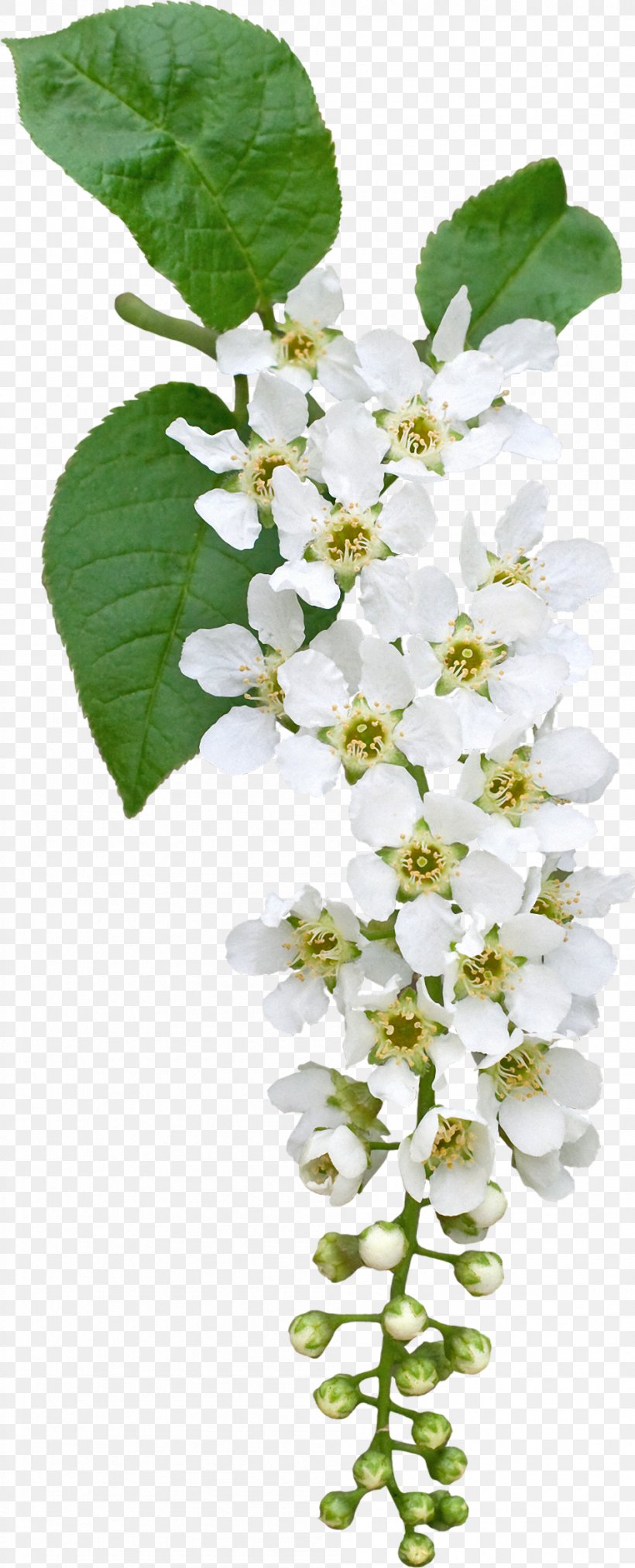 Prunus Padus Flower Clip Art, PNG, 947x2340px, Prunus Padus, Blog, Blossom, Branch, Color Download Free