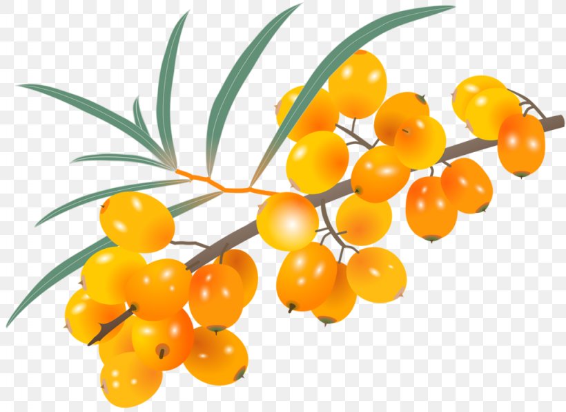 Seaberry, PNG, 1024x745px, Seaberry, Branch, Food, Fruit, Hippophae Download Free