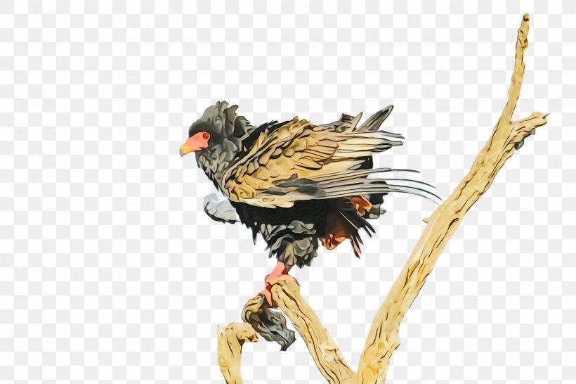 Bird Beak Falconiformes Cuckoo Wing, PNG, 2448x1632px, Watercolor, Beak, Bird, Cuckoo, Falconiformes Download Free