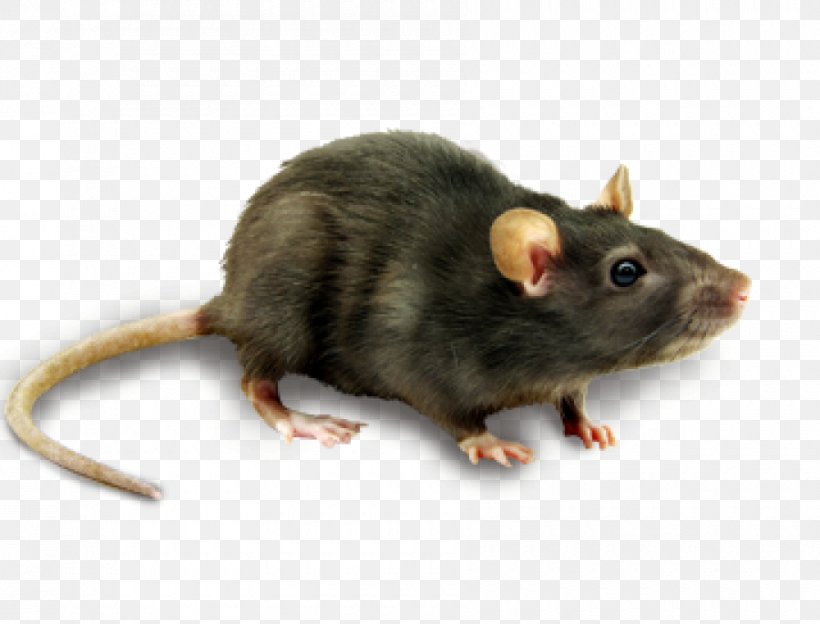 Computer Mouse Rodent, PNG, 900x685px, Mouse, Black Rat, Computer Mouse, Dormouse, Fauna Download Free