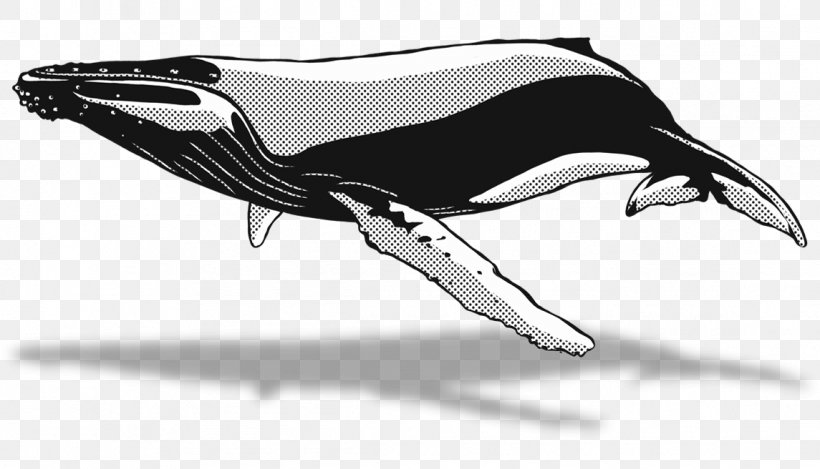 Dolphin Killer Whale Automotive Design Sketch, PNG, 1145x656px, Dolphin, Automotive Design, Beak, Bird, Black And White Download Free