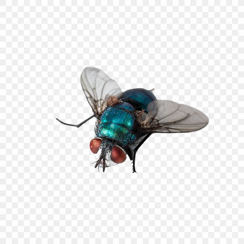 Insect Fly Computer File, PNG, 1000x1000px, Insect, Animal, Arthropod, Beetle, Fly Download Free
