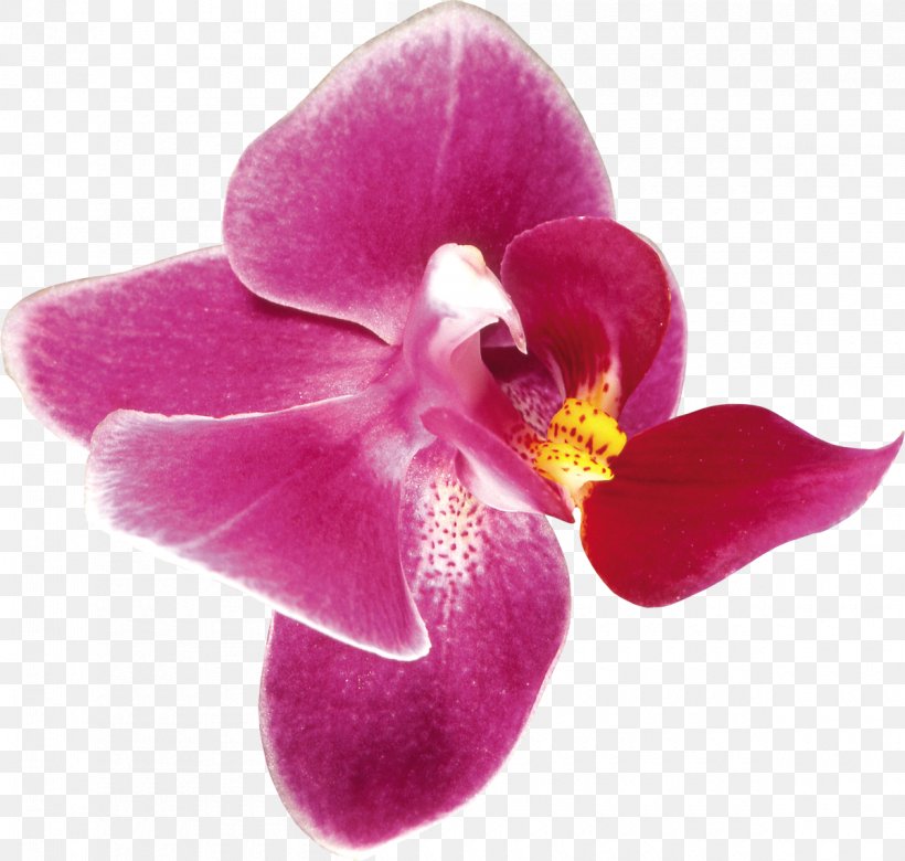 Orchids FIBERAM Clip Art, PNG, 1200x1142px, Orchids, Boat Orchid, Digital Image, Fiberam, Flower Download Free