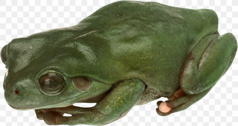 American Bullfrog True Frog Toad Tree Frog, PNG, 2067x1092px, Frog, Amphibian, Animal, Bullfrog, Edible Frog Download Free