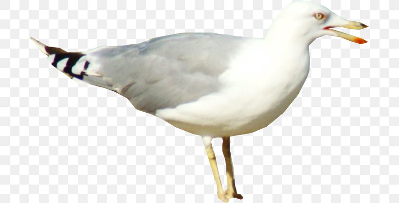 European Herring Gull Pigeons And Doves Bird Gulls, PNG, 698x418px, European Herring Gull, Beak, Bird, Charadriiformes, Doves As Symbols Download Free