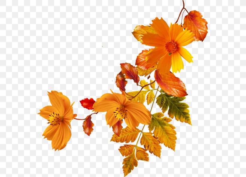 Flower Autumn Clip Art, PNG, 600x590px, Flower, Autumn, Blog, Branch, Cut Flowers Download Free