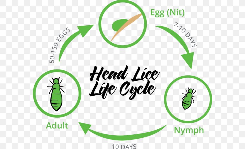 Head Louse Liendre Head Lice Infestation Insect, PNG, 600x500px, Louse, Animal, Area, Arthropod Mouthparts, Blood Download Free