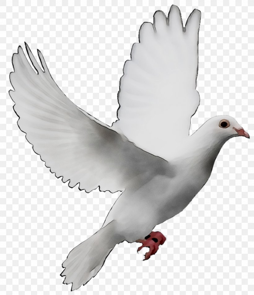 Pigeons And Doves Doves As Symbols Release Dove Peace Symbols Image, PNG, 989x1150px, Pigeons And Doves, Animal Figure, Beak, Bird, Charadriiformes Download Free