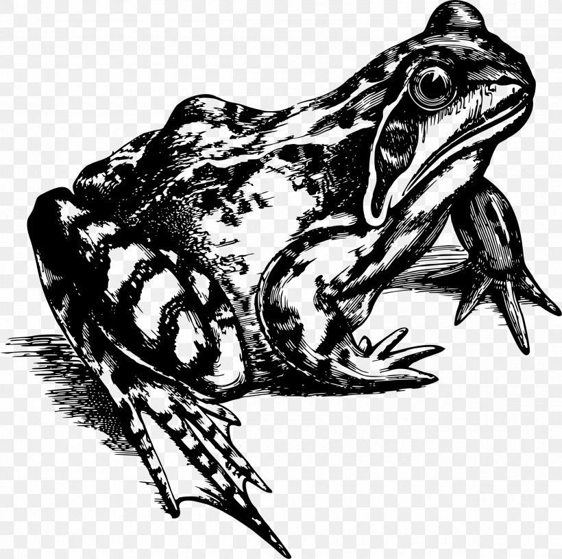 Common Frog Amphibians True Frog Clip Art, PNG, 2400x2387px, Common Frog, American Bullfrog, Amphibian, Amphibians, Anaxyrus Download Free
