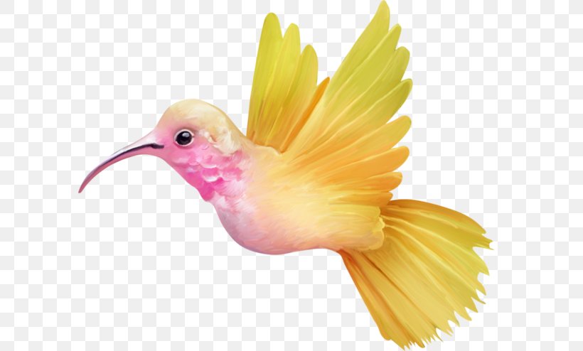 Hummingbird Clip Art, PNG, 600x494px, Hummingbird, Beak, Bird, Blog, Color Download Free