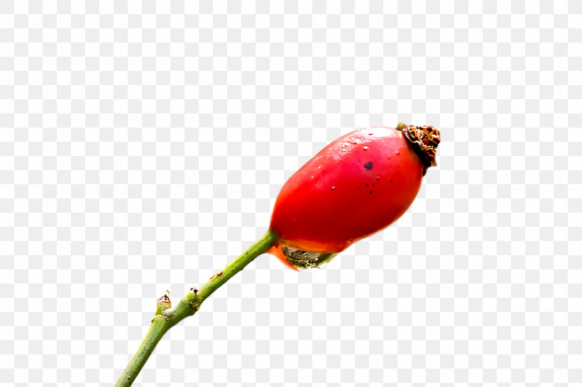 Rose, PNG, 1920x1280px, Rose Hip, Biology, Bud, Flower, Plant Stem Download Free