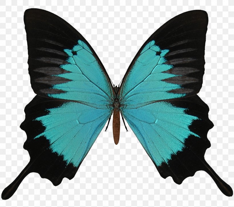 Butterfly Clip Art, PNG, 1700x1500px, Butterfly, Arthropod, Image Resolution, Insect, Invertebrate Download Free