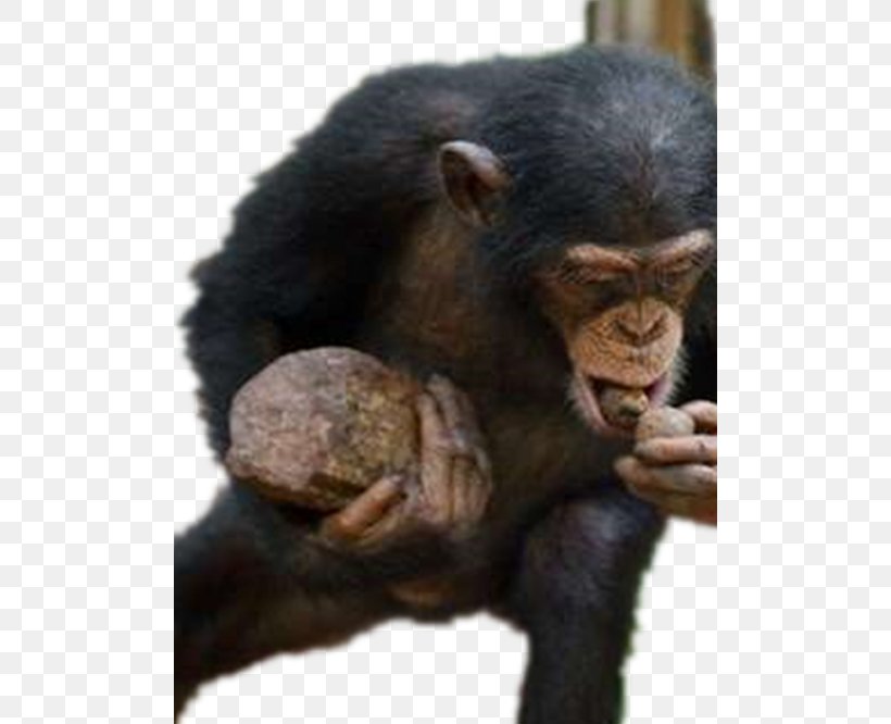 Common Chimpanzee Kibale National Park Western Gorilla Primate Monkey, PNG, 500x666px, Common Chimpanzee, Blackandwhite Colobus, Blue Monkey, Chimpanzee, Fauna Download Free
