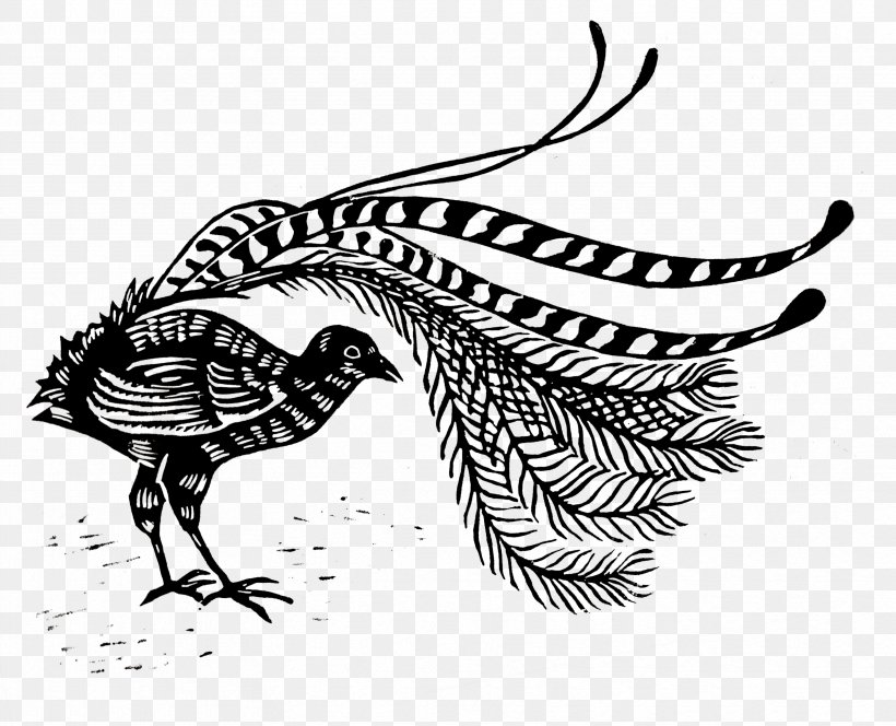 Lyrebird Line Art Beak Drawing Clip Art, PNG, 3328x2696px, Lyrebird, Art, Beak, Bird, Black And White Download Free
