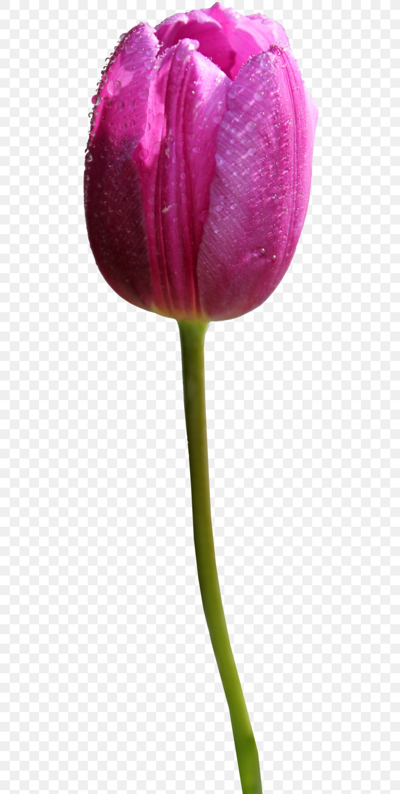 Skagit Valley Tulip Festival Clip Art, PNG, 490x1628px, Skagit Valley Tulip Festival, Bud, Close Up, Cut Flowers, Flower Download Free