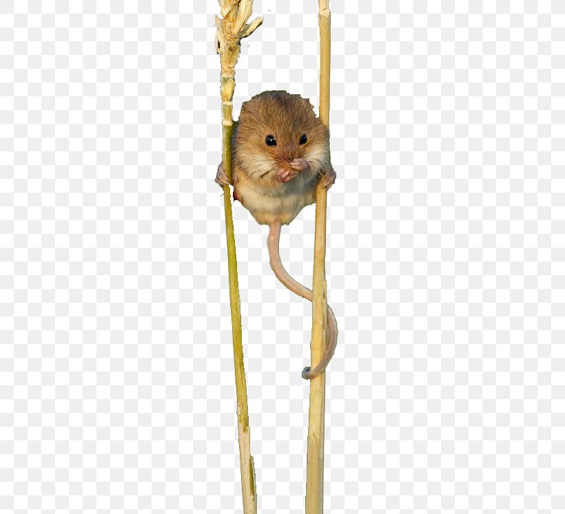 Squirrel Google Images Animal Icon, PNG, 554x747px, Squirrel, Animal, Computer Mouse, Fauna, Gerbil Download Free