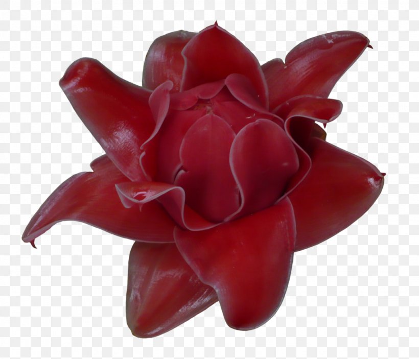 Petal DeviantArt Fractal Flowerpot, PNG, 1024x879px, Petal, Art, Artist, Community, Deviantart Download Free