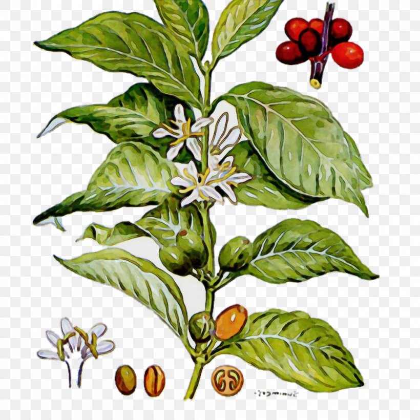Plant Flower Leaf Herb Morinda, PNG, 1000x1000px, Watercolor, Flower, Herb, Leaf, Morinda Download Free